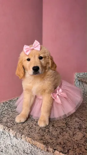 Golden retriever fêmea dourada