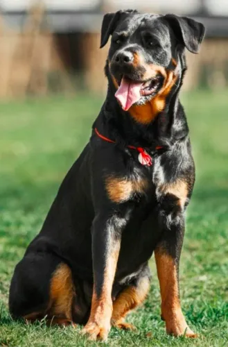 Rottweiler - 7 a 10 meses