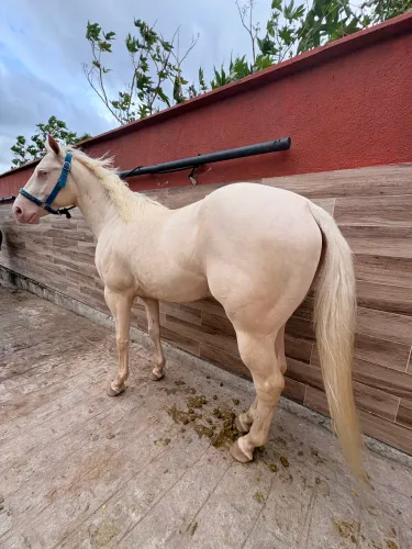 Cavalo de esteira Cremelo