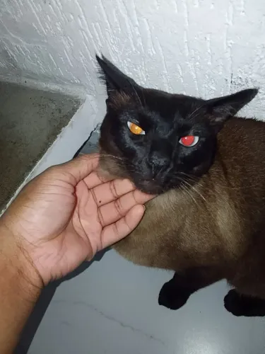 Gato siamês para doação