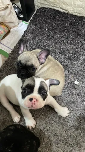 Bulldog francês