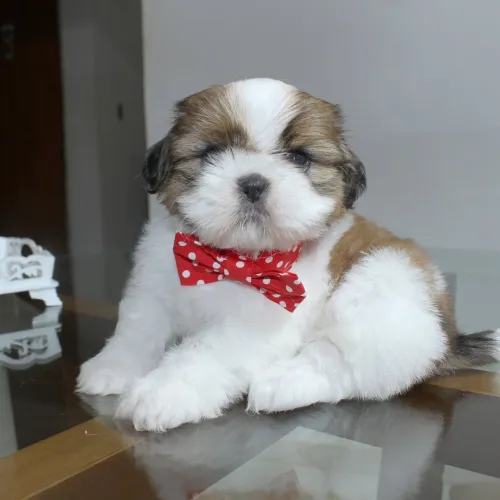 Shihtzu miniaturas 