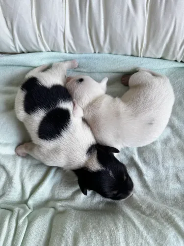 Jack Russel terrier fêmea * 