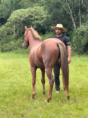 Cavalo Quarto de milha a venda 