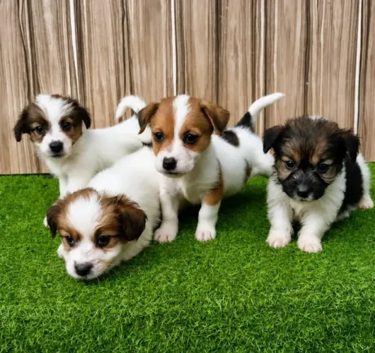 Jack Russell Terrier