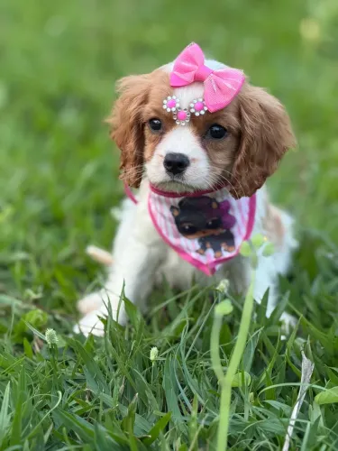 CAVALIER KING CHARLES SPANIEL !!?