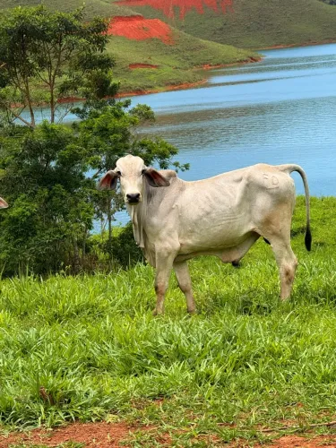 Tourinho Brahman puro + ou - um ano e meio