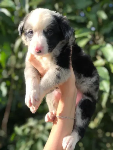 Border collie de otima linhagem