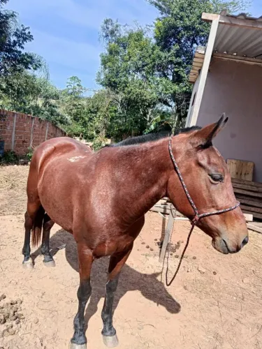 ÉGUA À VENDA - R$ 7.000,00 