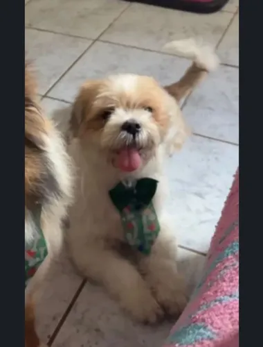 Vende-se cachorro acompanha peiteira. Só entre em contato caso realmente tenha interesse