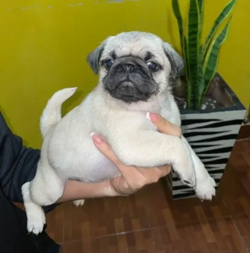 Pug,Pug Filhote Disponível Alta Qualidade
