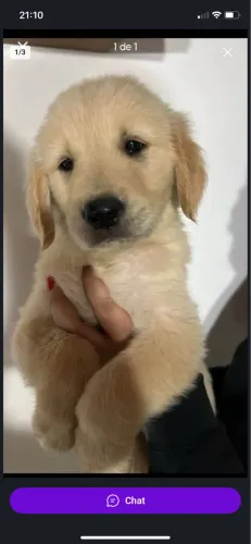 Golden para Doação