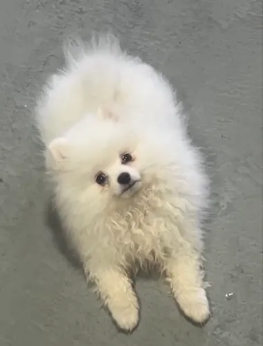 Cachorro Lulu da pomerania