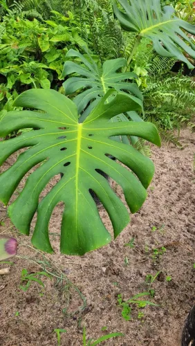 Costela de adão | Monstera Deliciosa | plantas elegantes