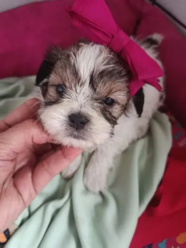 Filhote shih tzu, Os peludinhos mais fofos esperando por você!