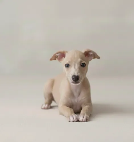 Galgo Italiano fêmea - Disponível para entrega 