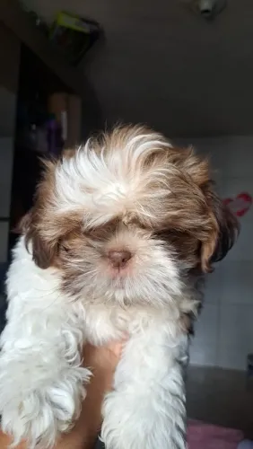 Filhotes de shih tzu macho 