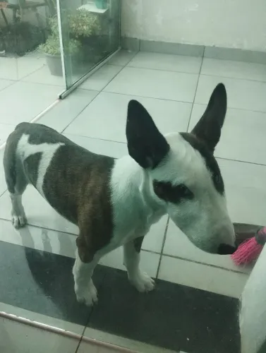 Bull terrier com 3 meses e meio