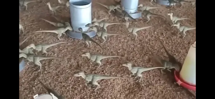 Filhotes de espécie rara de dinossauro