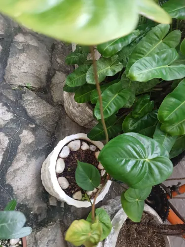 Planta linda