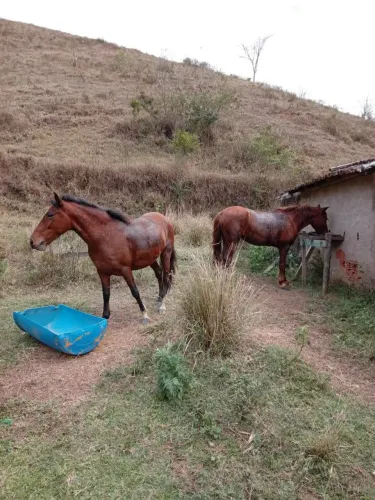 Animais 