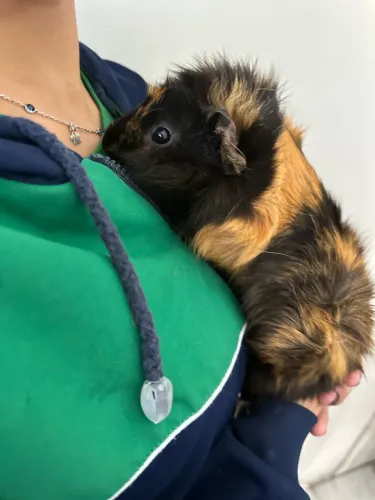 Porquinho da índia peruano 
