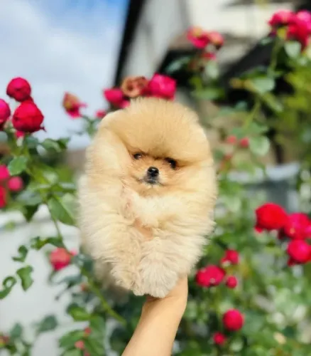 Cachorro Spitz Alemao filhote selecionado garanta antes que acabe