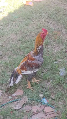 Galo índio gigante ideal para melhorar a criação e tira galinhas mas pesadas