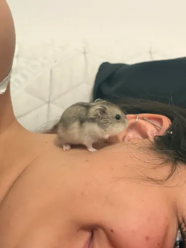 Filhote de hamster anão russo