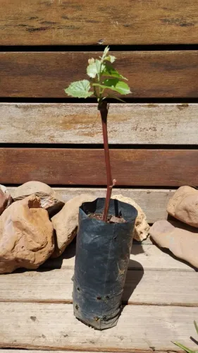 Muda de uva niagra