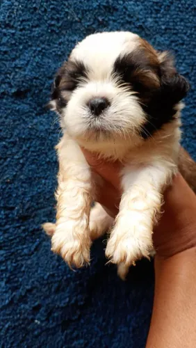 Vende-se filhotes Shitzu