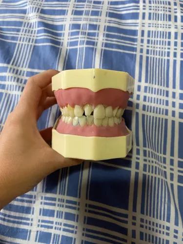 Manequim dentística marca orais 