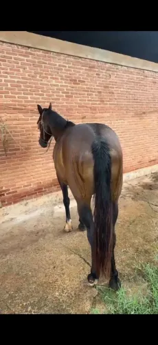 Cavalo a venda manso de criança andar 1/2 quarto de milha