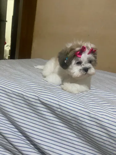 Filhote fêmea de shitzu, branco com cinza