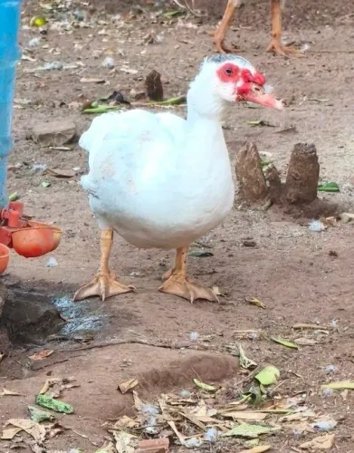 Vendo Dois Patos