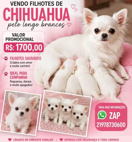 Filhotes de chihiahua pelo longo brancos 