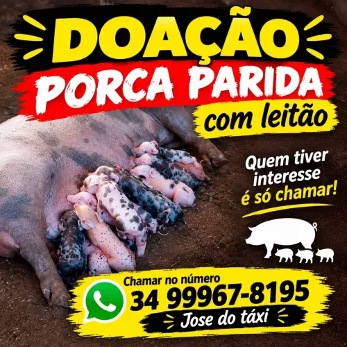 Doação - Porca Parida em Uberaba