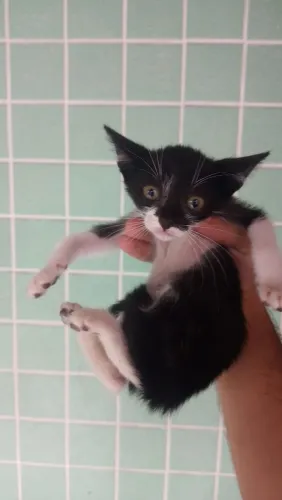 Doação de gatos mansos e dengosos