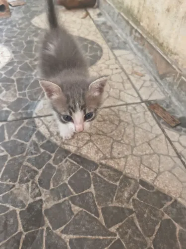 Doação de gatinhos