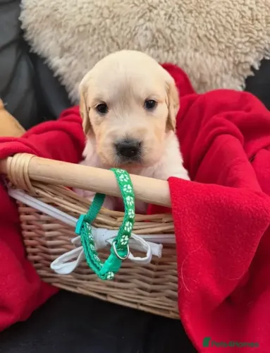 Baby Golden Retriever dóceis e muito brincalhões