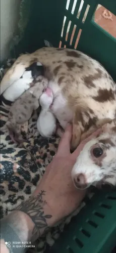 Chihuahuas para reserva 2 fêmeas e um menino merle 