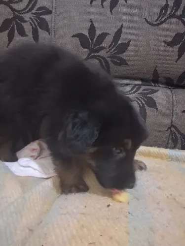 Filhote de boder collie
