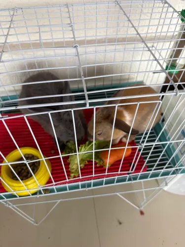 Doação de coelhos 
