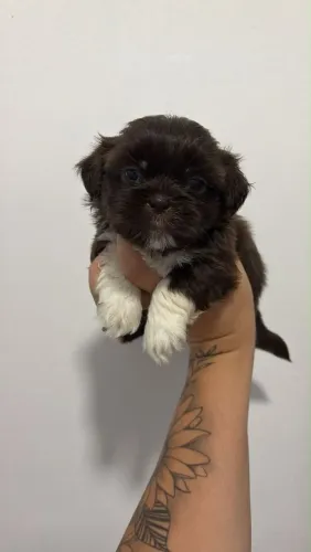 Filhote shih tzu, Pequenos no tamanho, gigantes no amor!