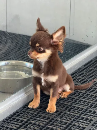 Chihuahua chocolate