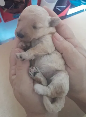 Filhote de poodle 