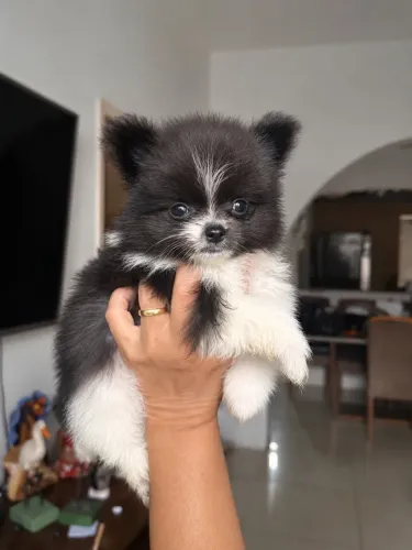 Vende filhote de Spitz Alemão Anão