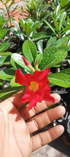 Rosa do deserto