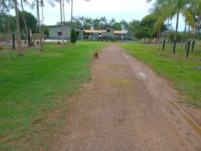 350 HECTARES TERRA BOA,Endereço BR 230 a 64 km de Humaitá- AM.  