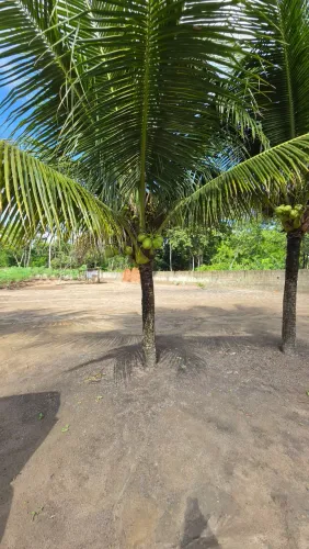 Terreno em Aldeia Km 6 ? murado, com portão, poço/água e terreno limpo